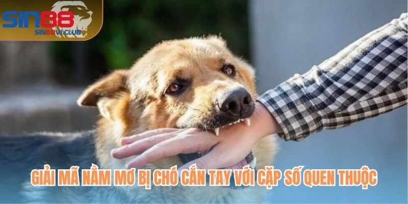 Giải mã nằm mơ bị chó cắn tay với cặp số quen thuộc