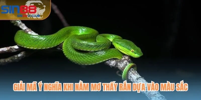 Giải mã ý nghĩa khi nằm mơ thấy rắn dựa vào màu sắc