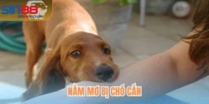 Nằm Mơ Bị Chó Cắn