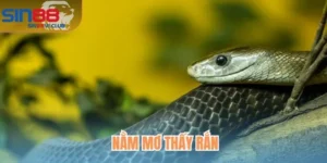 Nằm Mơ Thấy Rắn